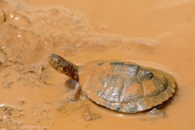 péluse de Schweigger Pelomedusidae