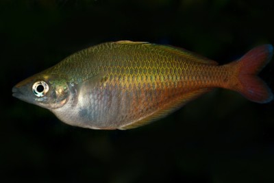Chilatherina bleheri Melanotaeniidae