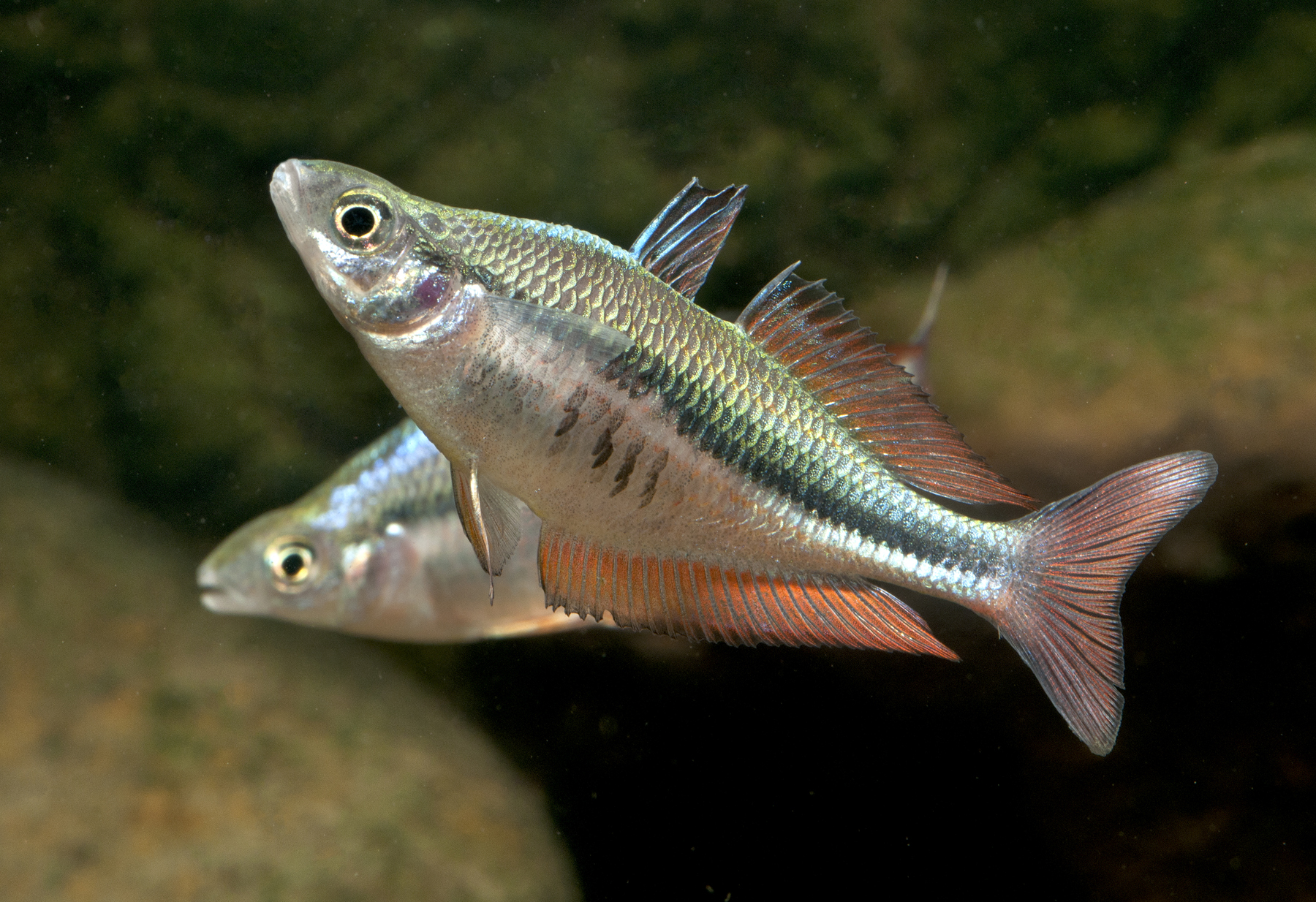 Chilatherina campsi