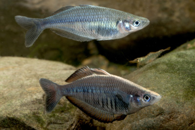 Chilatherina fasciata Melanotaeniidae