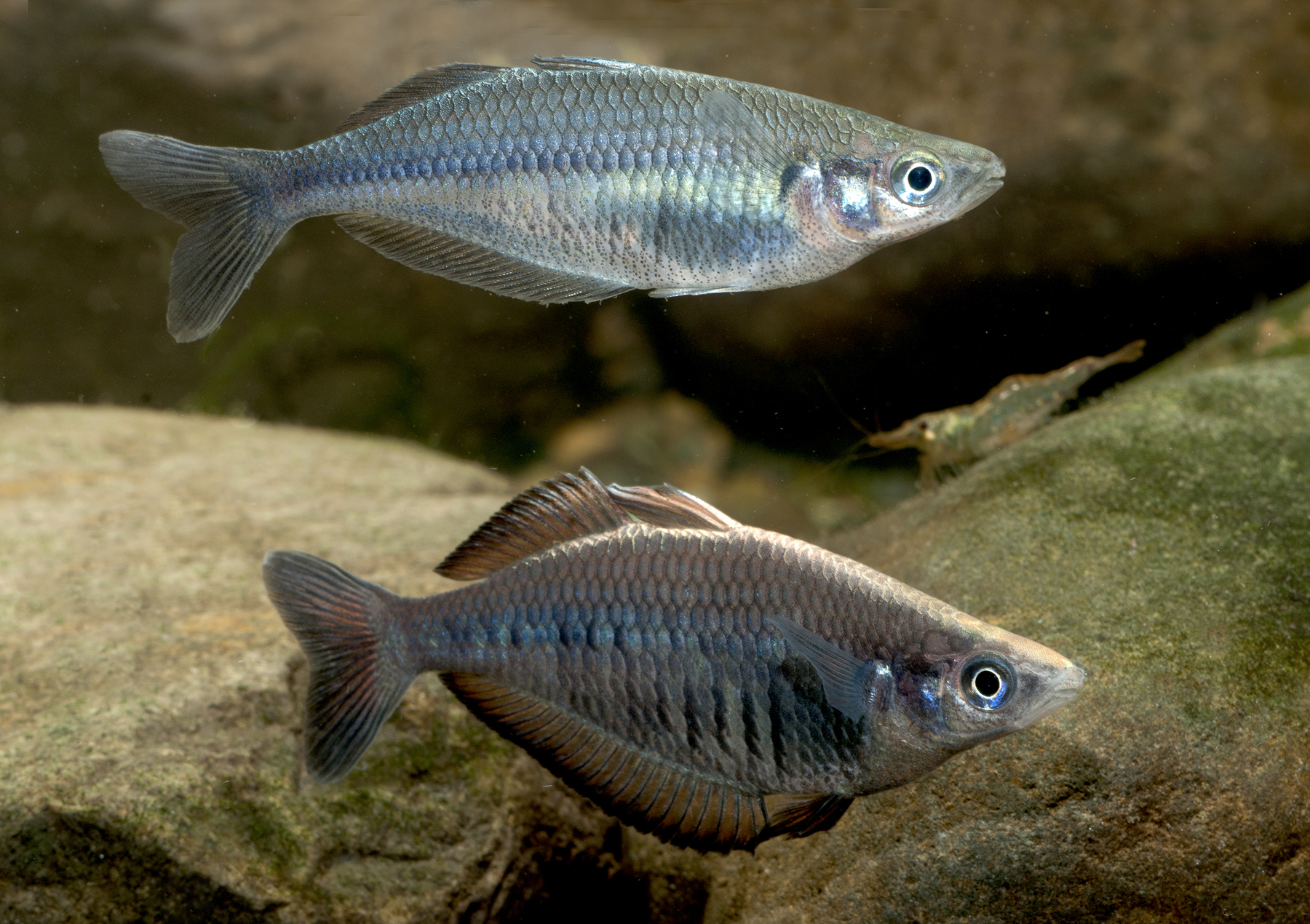 Chilatherina fasciata