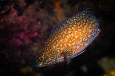 Labrus bergylta Labridae