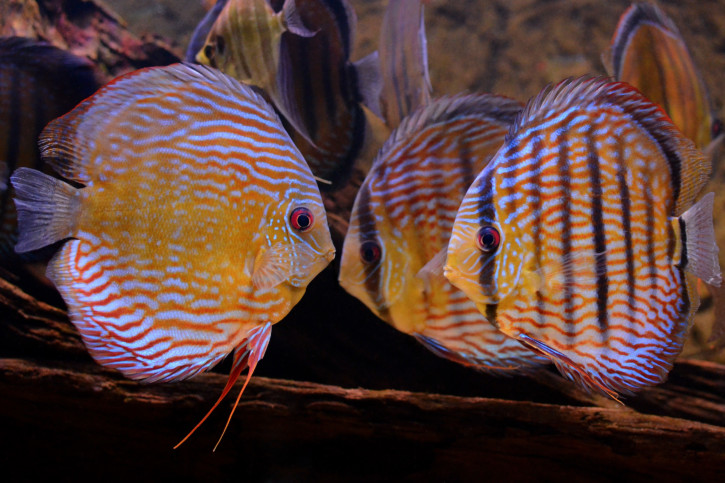 Guide de l'aquarium