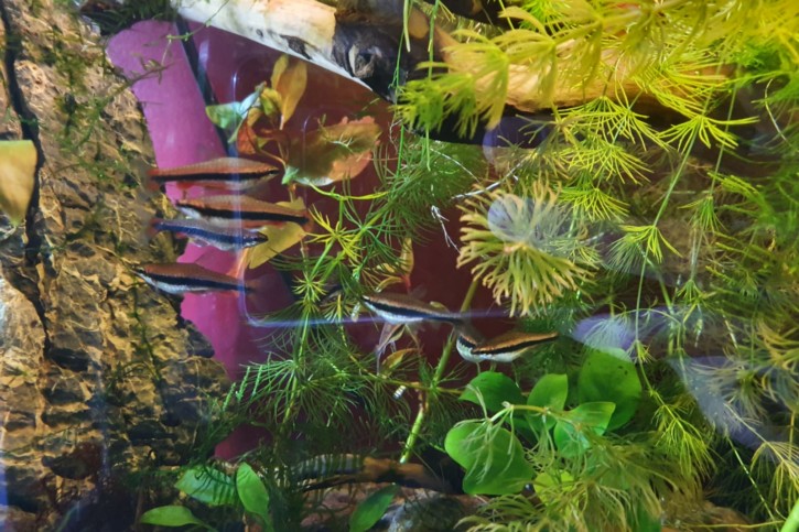 aquarium nannostomus