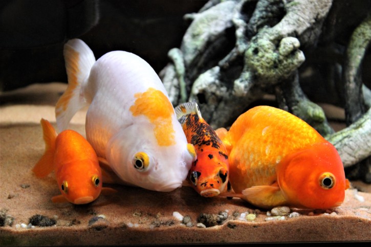 poissonsommeil