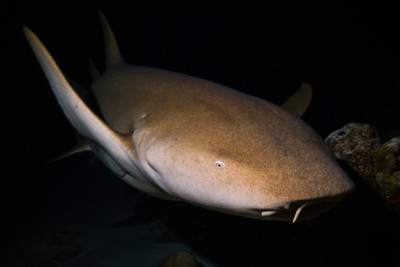 Ginglymostoma cirratum Ginglymostomatidae