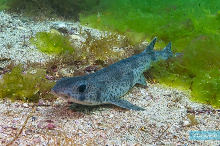 Scyliorhinus canicula