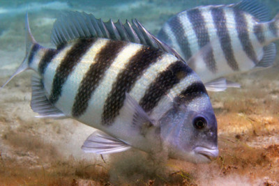 Archosargus probatocephalus Sparidae