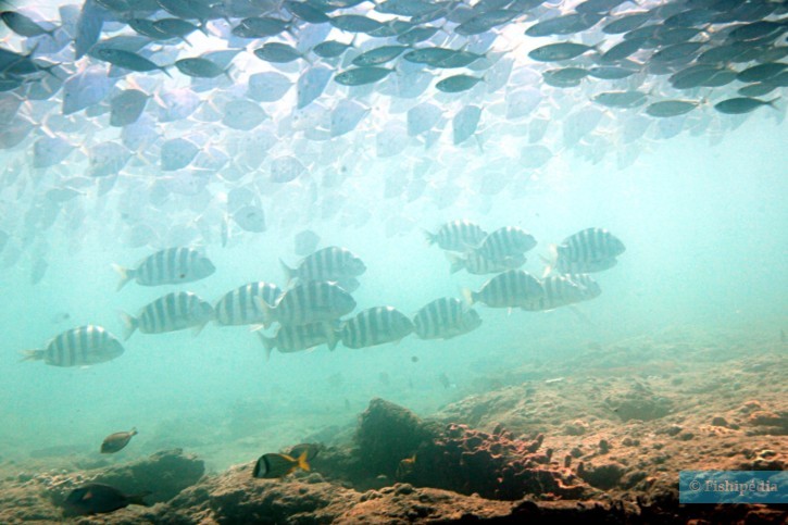 Archosargus probatocephalus