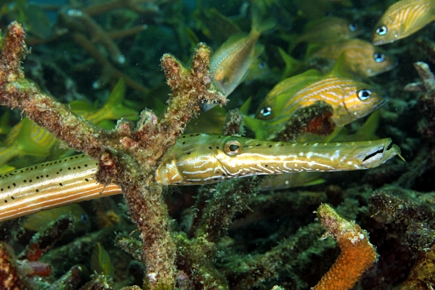 Aulostomus