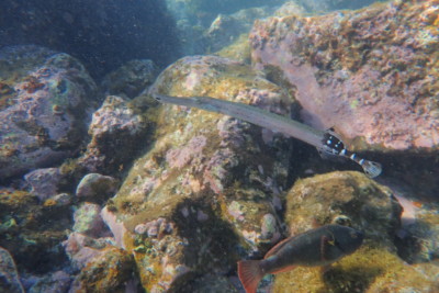 pesce trombetta atlantico orientale Aulostomidae