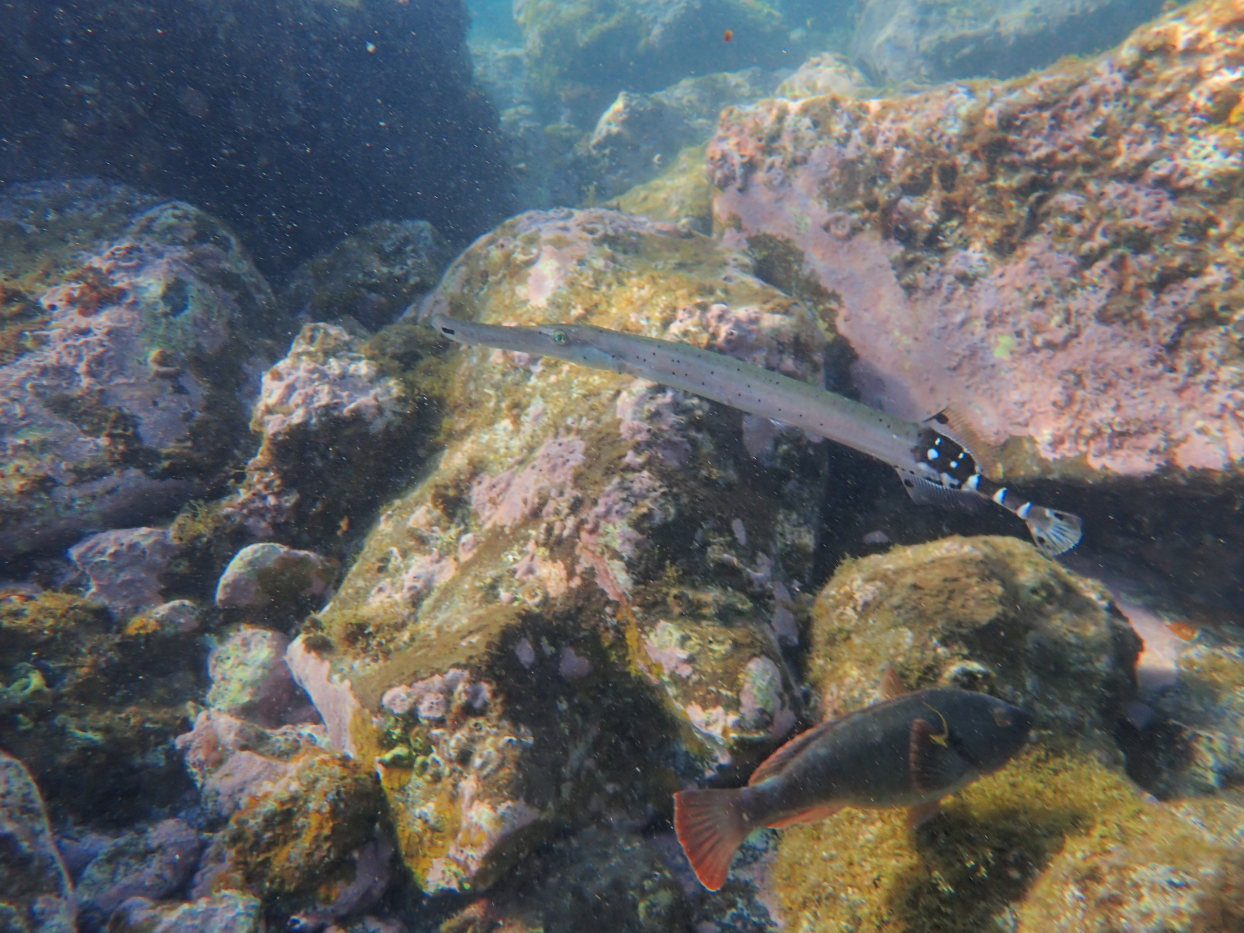Aulostomus strigosus