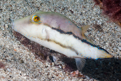 Canthigaster capistrata Tetraodontidae