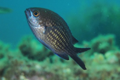 damselfish Pomacentridae