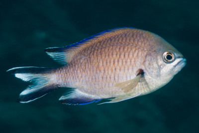 Chromis limbata Pomacentridae