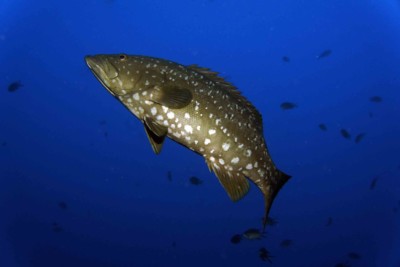 Mycteroperca fusca Serranidae