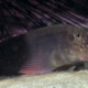 picture of Ophioblennius atlanticus
