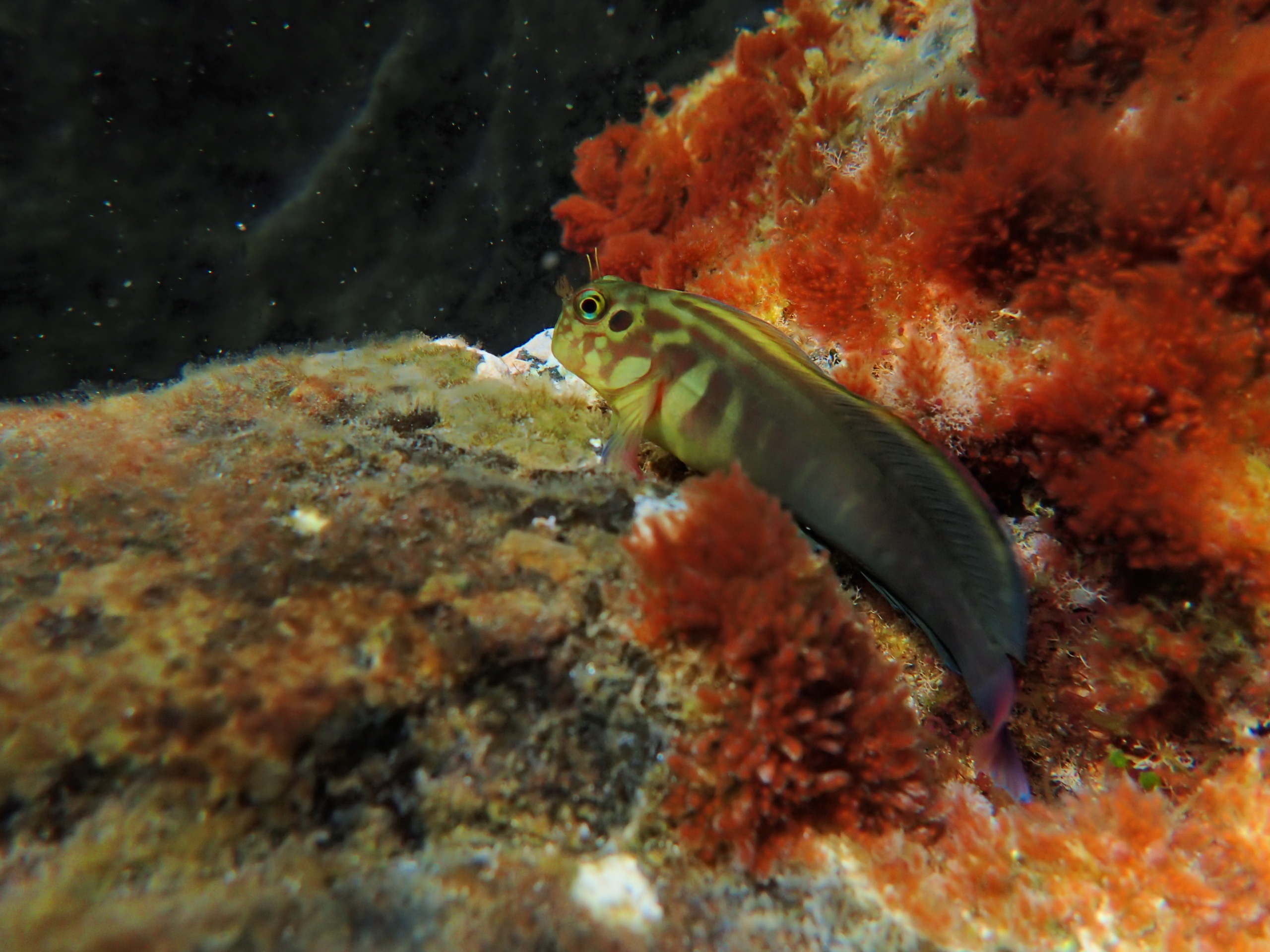 Ophioblennius