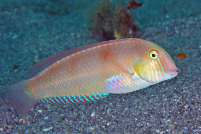 pesce pettine Labridae