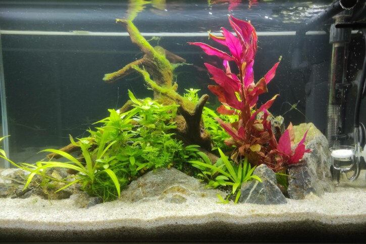 Aquaserum60