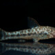 picture of Otocinclus arnoldi