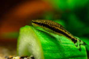Otocinclus vittatus
