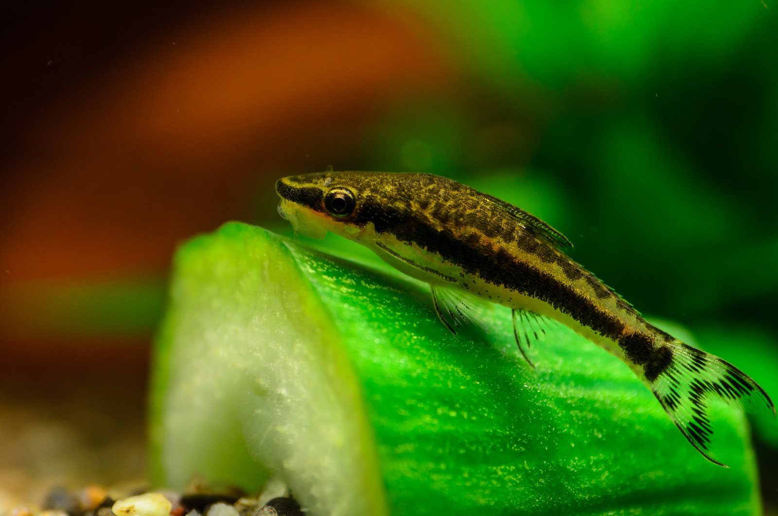 Otocinclus vittatus