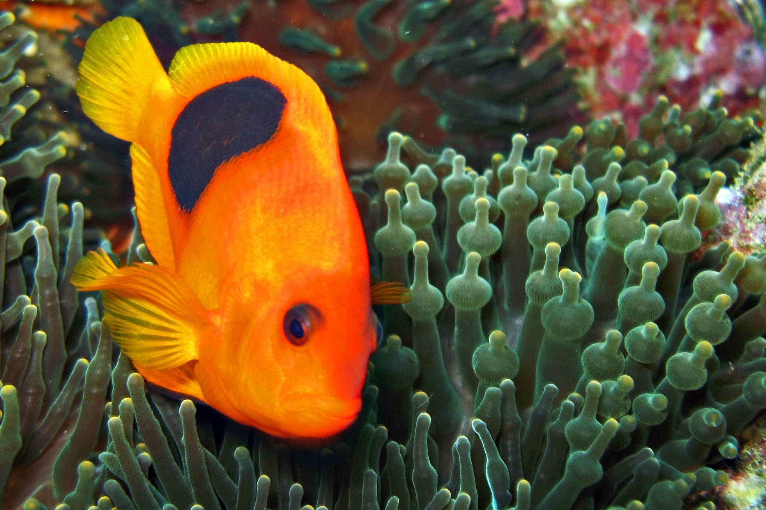 Amphiprion ephippium