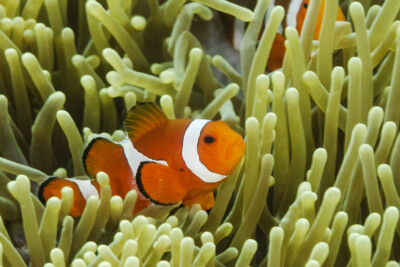 Amphiprion percula Pomacentridae