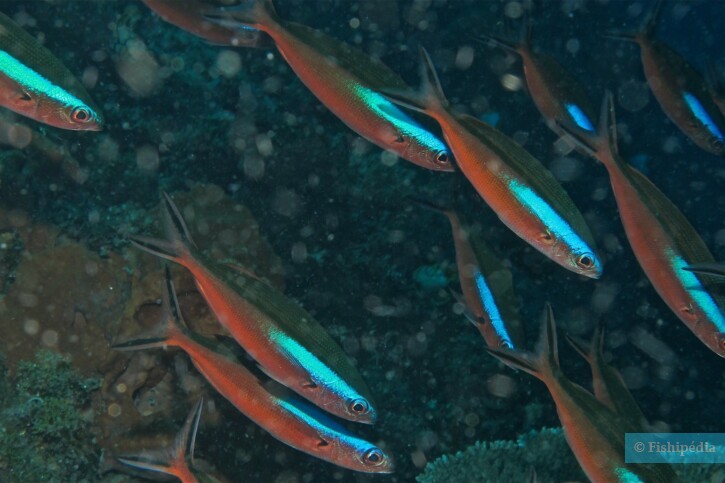 Pterocaesio tile