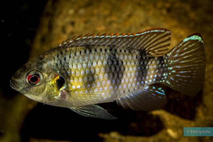 Anomalochromis thomasi