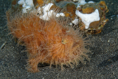 Antennarius hispidus Antennariidae