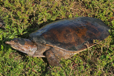 tortue à carapace molle Trionychidae