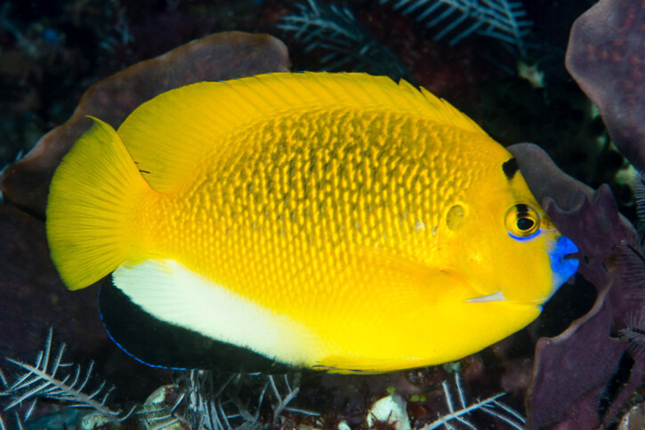 Apolemichthys trimaculatus