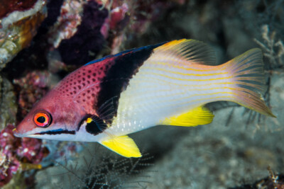 Bodianus mesothorax Labridae