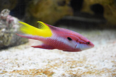 Bodianus pulchellus Labridae
