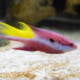 picture of Bodianus pulchellus