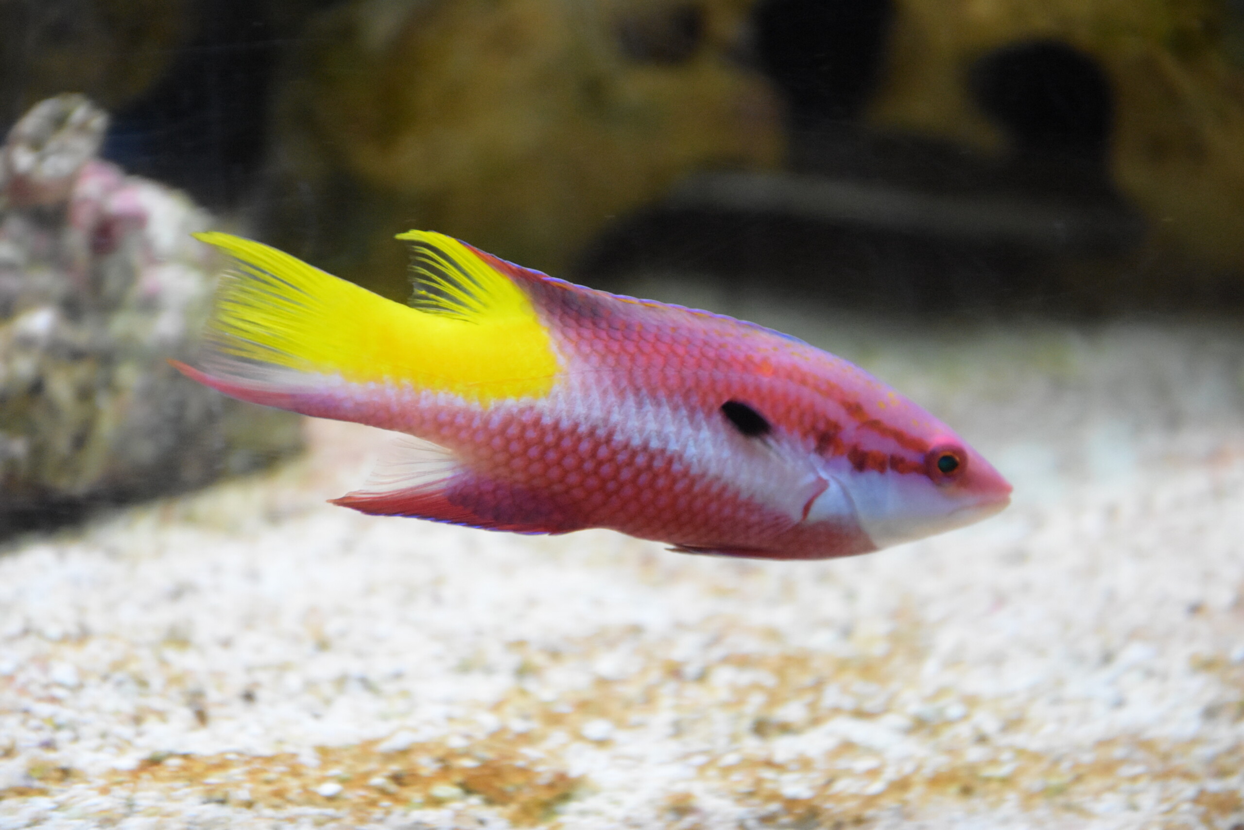 Bodianus pulchellus