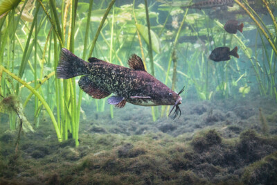 pesce gatto Ictaluridae