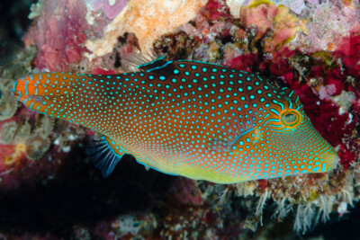 Canthigaster solandri Tetraodontidae