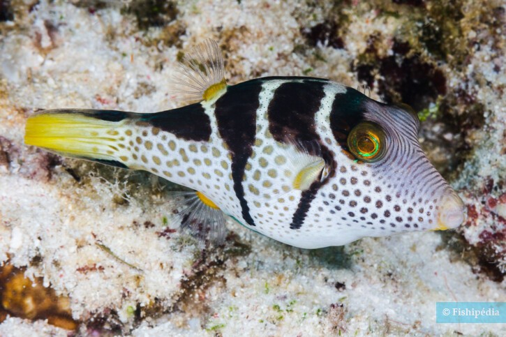 Canthigaster valentini