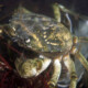 picture of Carcinus maenas