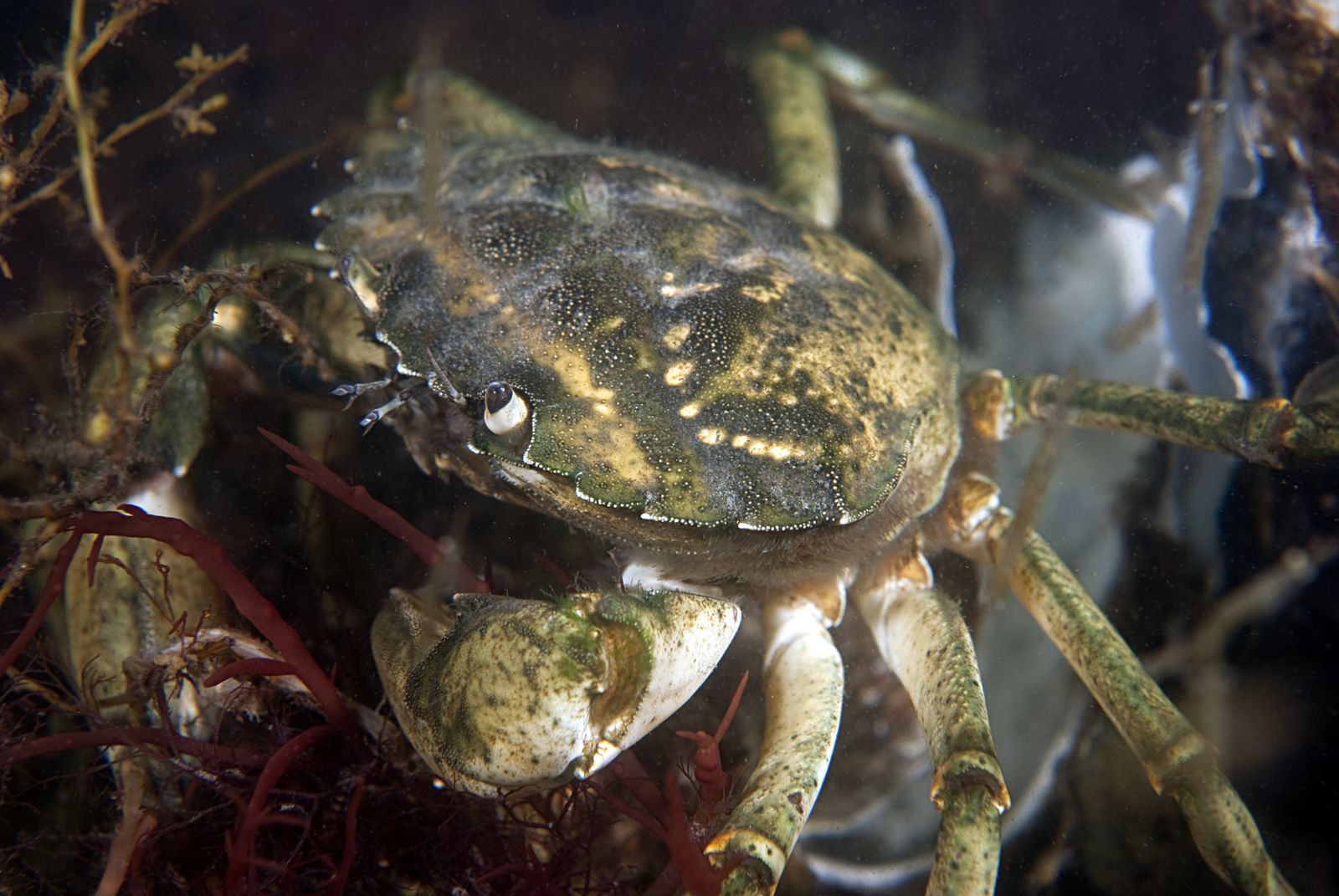 Carcinus maenas