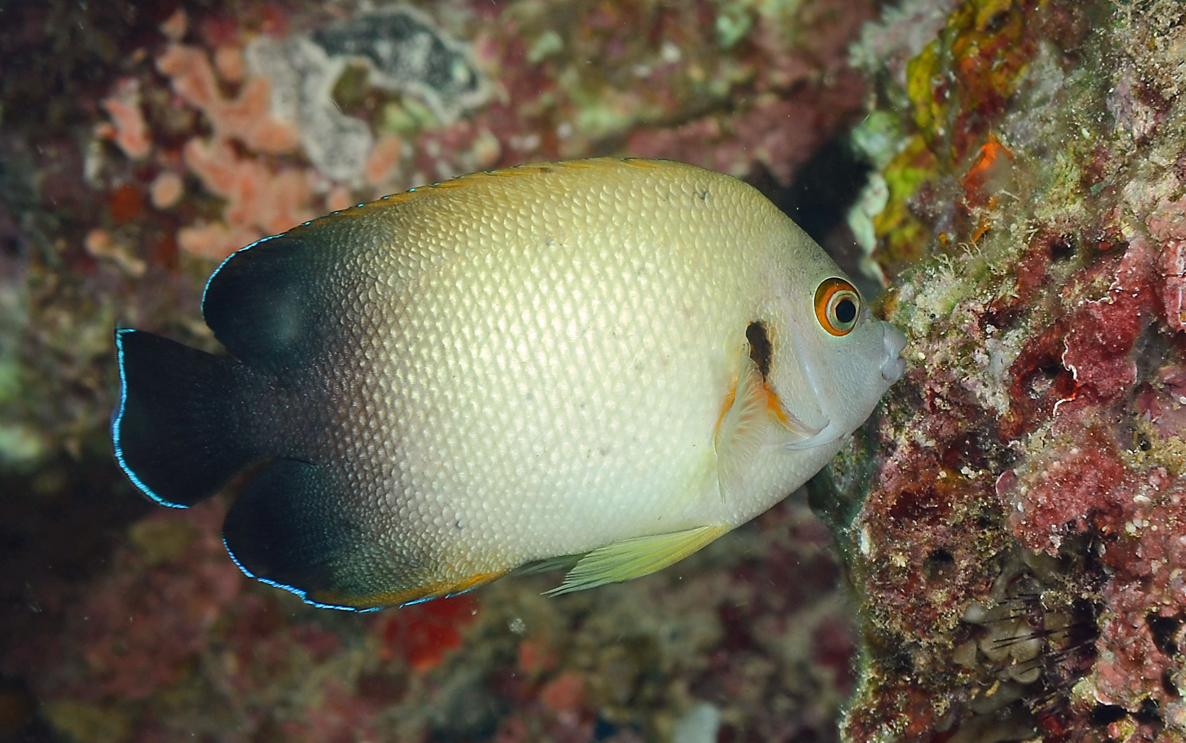 Centropyge vrolikii