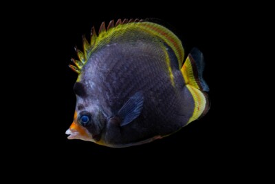 Poisson-papillon noir à nez jaune Chaetodontidae