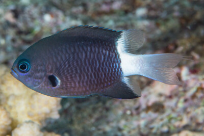 Pycnochromis margaritifer Pomacentridae