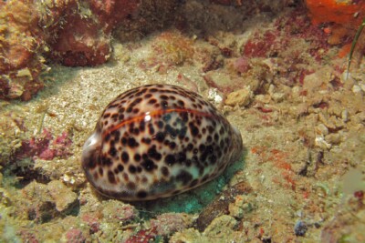 Cypraea tigris Cypraeidae