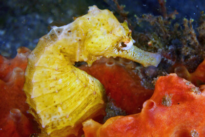 Hippocampus reidi Syngnathidae