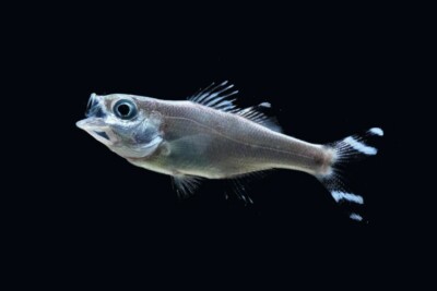 Kuhlia mugil Kuhliidae