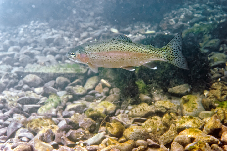 Oncorhynchus mykiss